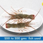 Rock Lobsters Premium ( 500 gms to 1 kg per pc)