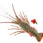 Lobsters Meat 250 g