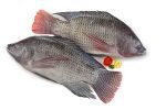 Tilapia Fillets - Image 3
