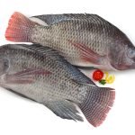 Tilapia